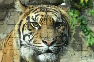 Un tigre