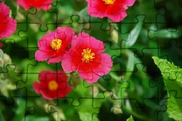 Pink Flowers jigsaw puzzle