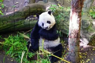 Oso panda, San Diego, California, EE.