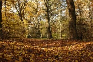 Höst, Skog