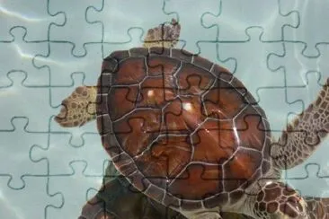 Sea Turtle jigsaw puzzle