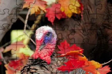 Turkey jigsaw puzzle