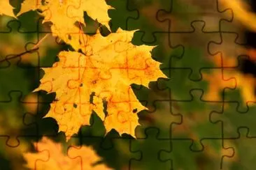 Autumn Leaves jigsaw puzzle