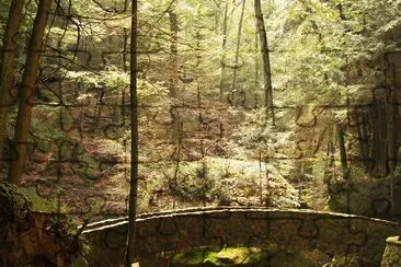 Scène de forêt, Ohio, USA