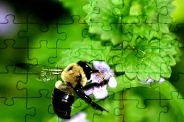 Bumblebee jigsaw puzzle