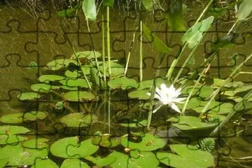 Lily jigsaw puzzle