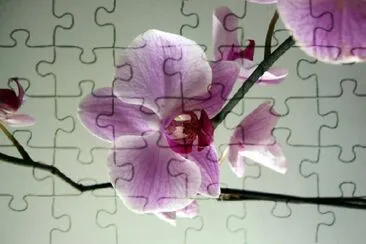 Orchid jigsaw puzzle