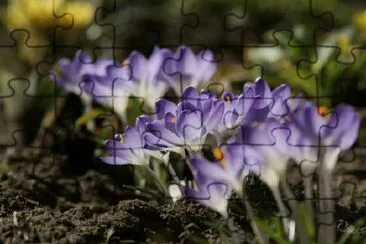 Crocus jigsaw puzzle