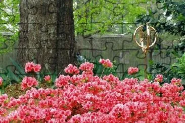 Azaleas jigsaw puzzle