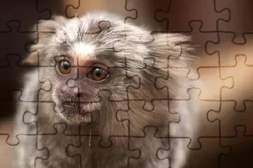 Marmoset jigsaw puzzle