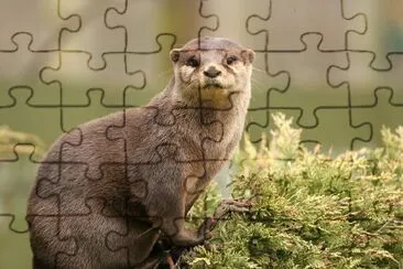 Otter jigsaw puzzle