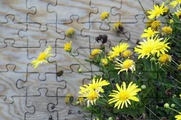 Yellow flowers jigsaw puzzle