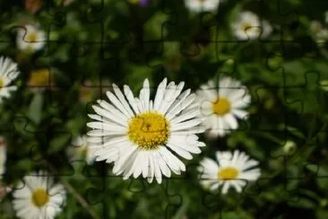 White Daisies jigsaw puzzle