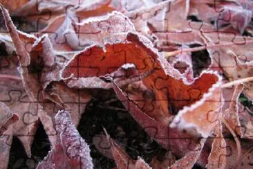 Frosty Leaves jigsaw puzzle