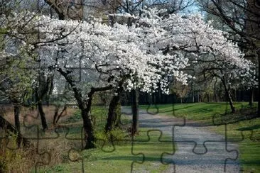 Arbres en fleurs