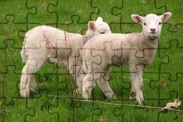 Two Sheeps jigsaw puzzle