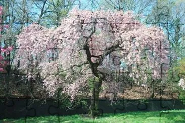 Cerisier en fleurs