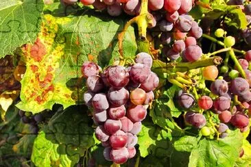 Grapes jigsaw puzzle