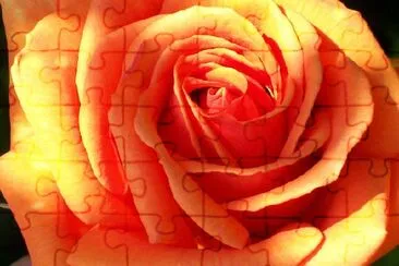 An Orange Rose jigsaw puzzle