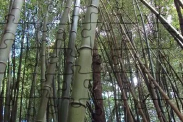 Plantas de Bambú