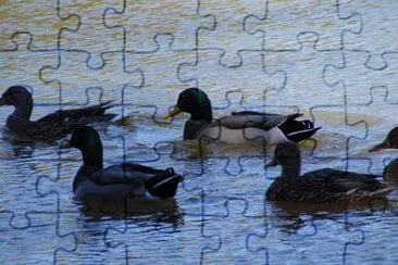 Ducks jigsaw puzzle