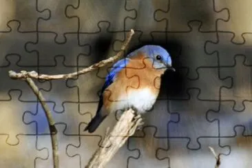 Bluebird jigsaw puzzle