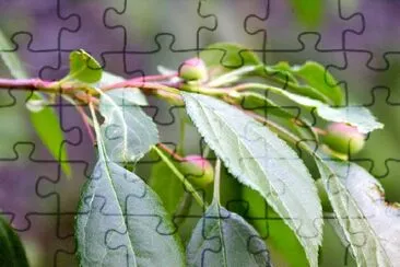 Leaves jigsaw puzzle