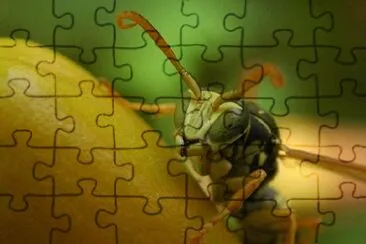 Hornet jigsaw puzzle