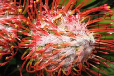 Roter Protea