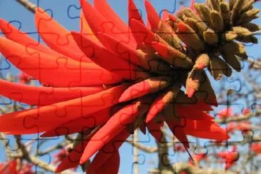 Una flor roja