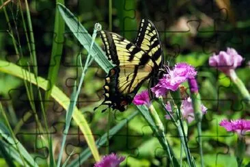 Una mariposa