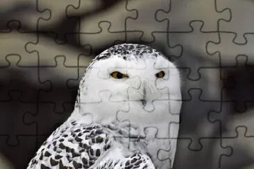 Snowy Owl jigsaw puzzle