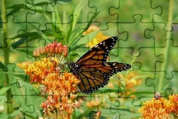 Monarch Butterfly jigsaw puzzle