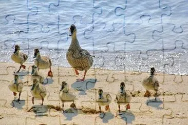 Ducks jigsaw puzzle