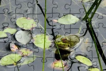 Une grenouille dans le lac