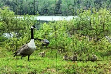 Geese jigsaw puzzle