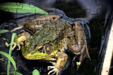 A Frog jigsaw puzzle