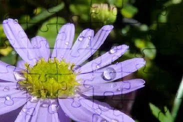 Flor morada y gotas de lluvia