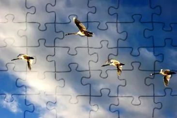 Geese jigsaw puzzle