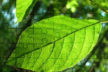 Green Leaves jigsaw puzzle