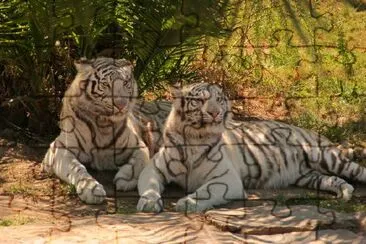 Two Bengal Tigers jigsaw puzzle