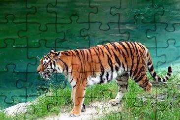 A tiger by the water jigsaw puzzle