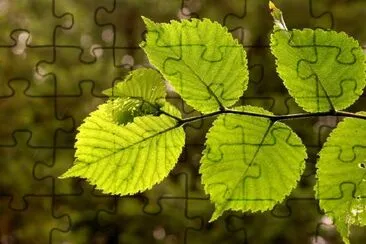 Green Leaf jigsaw puzzle