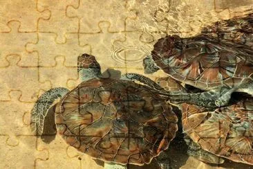 Turtles, Grand Cayman jigsaw puzzle