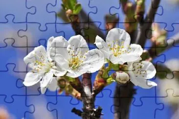 Cherry Blossom jigsaw puzzle