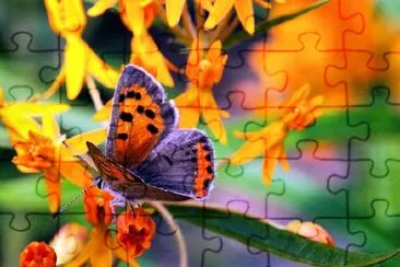 A Butterfly jigsaw puzzle