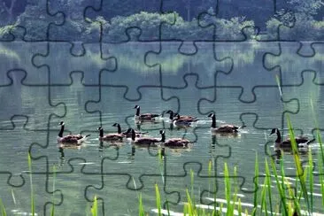 Geese jigsaw puzzle