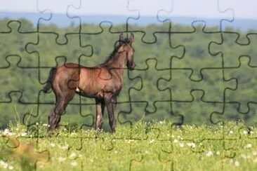 A Pony jigsaw puzzle