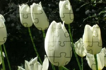 Tulipanes blancos