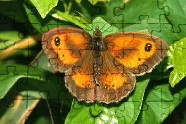 Butterfly jigsaw puzzle